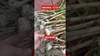 урожай чеснока 2024 в мульче из сорняка, не полол, поливал один раз. сад и огород. Дачный Быт.