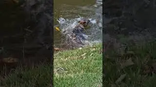 BUSCA DE BOLINHA