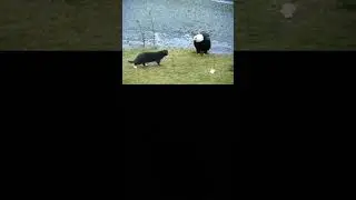 Cats vs Eagles 😾