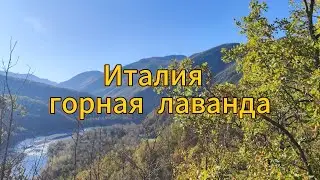 🔴Красоты Италии🔴26 тысяч кустов лаванды  не получается посадить🔴