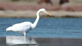 Garza Grande(Ardea alba)