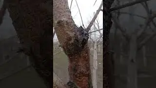 @Rossi черешня регина и кордия как остановит смола