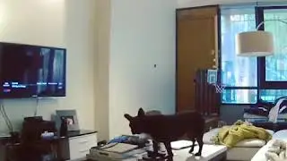 Dax's Dog has had enough TV!