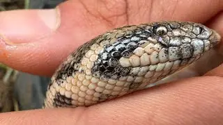 Boa yılanı - İlk kayıt heyecanı