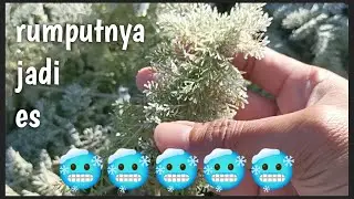 Menjelang musim dinging di Hokkaido