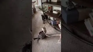 Grown Woman & Cindel Play With String | Cats Being Cute | Pets TikTok 
