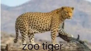 Bangalore Mysore zoo tigers playing in side