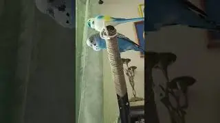 ЧИК С "ПОДРУЖКОЙ"))