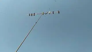 Бойные голуби Молодёжь начинает набирать игру