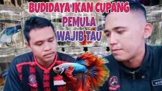 BELAJAR BUDIDAYA IKAN CUPANG UNTUK PEMULA