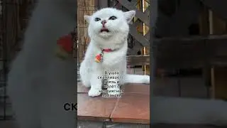 Четыре признака что у кота болит ухо 