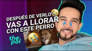 Video de PERROS que te hace LLORAR 😭🐶