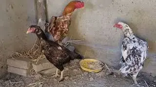 Toza Yapon O-Shamo zotlari 