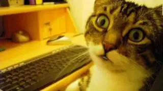 Talking Cat Gamer (the cat went through all levels on the computer)