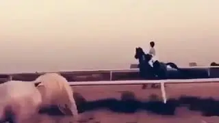 Самый хороший лошадь