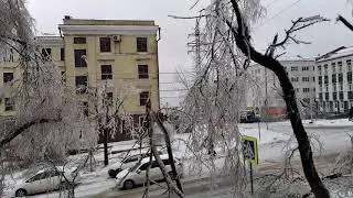 Трагичное для деревьев ненастье во Владивостоке 19.11.2020.