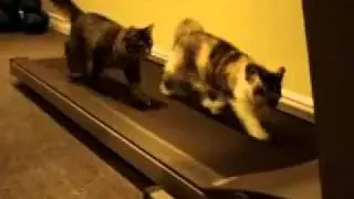 Кошки на беговой дорожке