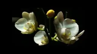 Nina Simone - Wild Is The Wind