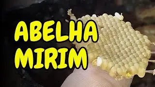 COMO MULTIPLICAR ABELHAS MIRINS