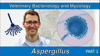 Aspergillus (Part 1) - Veterinary Bacteriology and Mycology