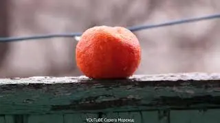 Дождь в Севастополе  30 ноября 2021