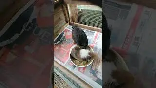 menace #shorts #menace #lol #crazy #animals #sub