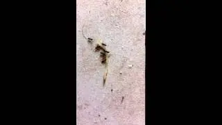 Gotye - Somebody that I used to know with ants carrying chicken