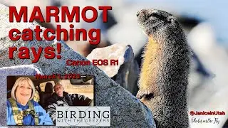 Marmot Catching Rays!