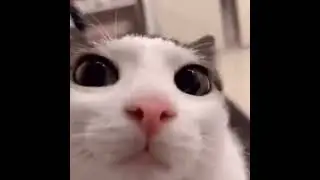 gato ninja