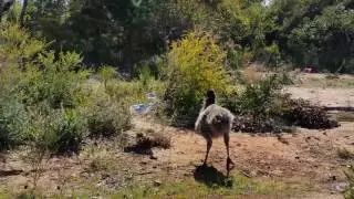 Niva the super emu