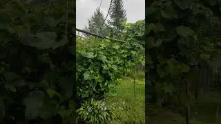 ВЕЧЕРНИЙ ЛИВЕНЬ