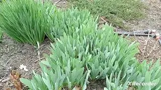 Обзор дачи в середине апреля.