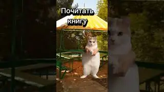 Что можно делать в лагере вечером/МЕМНЫЕ КОТЫ #мем #котики #вреееек #мемныекоты #мой_день #подишись