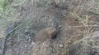 КОП НА ЗАВОДЕ. ЗАБРОШКА. МЕЛКИЕ НИШТЯКИ. #копметалла #металлокоп #металлоискатель