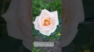 #shortc#белая роза