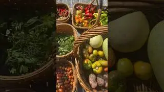 Huge harvest #harvest #homegardening #garden #growyourownfood #backyardgarden #urbanfarming