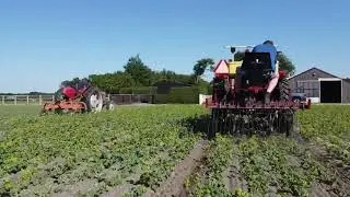 The Warmerbros - Massey Ferguson tractors working on Alchemilla fields