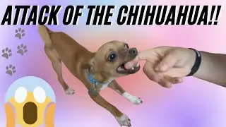 PYSCHO CHIHUAHUA ATTACKED ME!! VLOG #2
