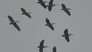 Dalmatian Pelicans flying (26.01.2014)