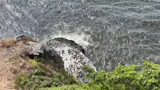 Sea Lion - Oregon Coast