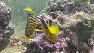 Duo de Pygoplite diacanthus, poissons anges superbes !