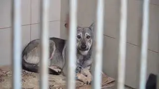 كلب ينبح #dog