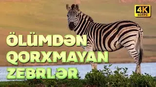 Ölümdən Qorxmayan Zebrlər I 4K