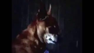 Той терьер воет как волк