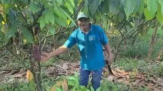 Parcela SAFS de Arturo Elvir