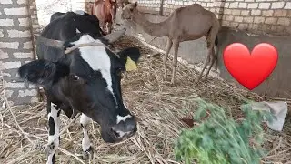 The sounds of cows on the farm along with horses and camels, rare breeds