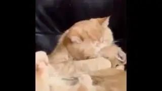 cats kiss 2015