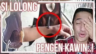 LOLONG SI KALONG MINTA KAWIN..?!?