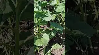 16.06.23 сонях по соняху міжрядна просапка.
