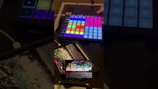 Some finger drumming practice. Koala + Launchpad X